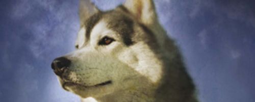 Dog Lover’s Mysteries