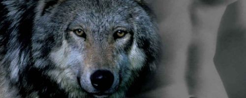 Heart Of The Wolf