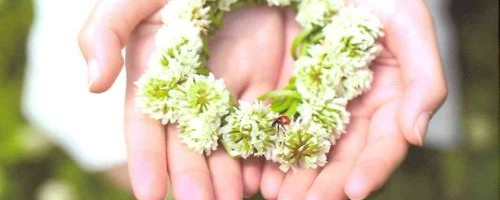 Ladybug Farm