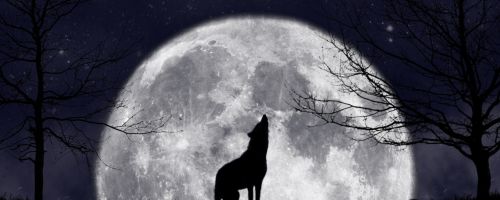 Tales Of An Urban Werewolf